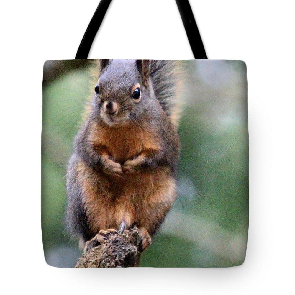 Mammals Tote Bag featuring the photograph Like my MOO Stache by Kym Backland