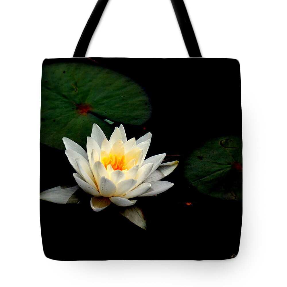 Lilly Tote Bag featuring the photograph Lil E. Pad by Tricia Marchlik