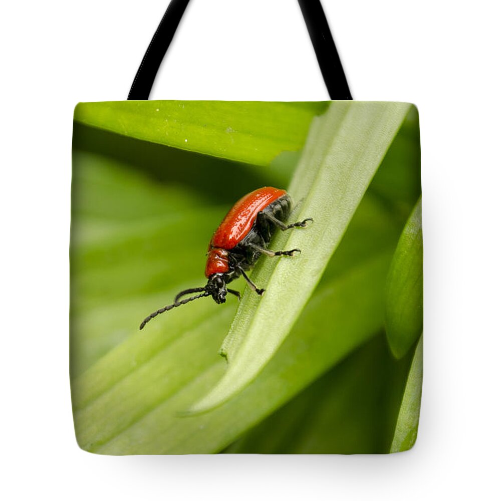 Lily Beetle Tote Bag featuring the photograph Lily Beetle by Spikey Mouse Photography
