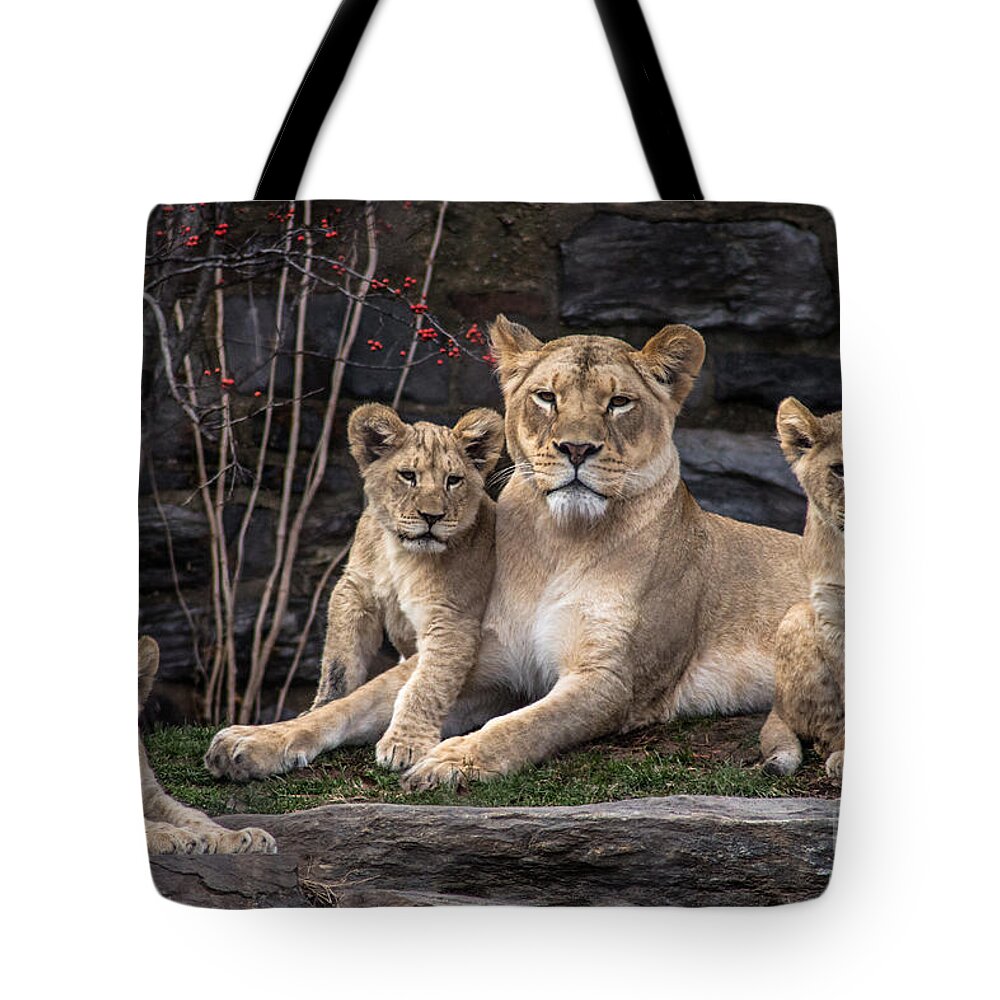 Lion Tote Bag featuring the photograph Lion Pride by David Rucker