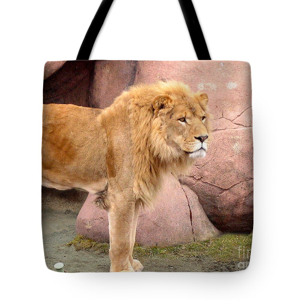 Lions Tote Bag featuring the photograph Lion Ready by Nina Silver