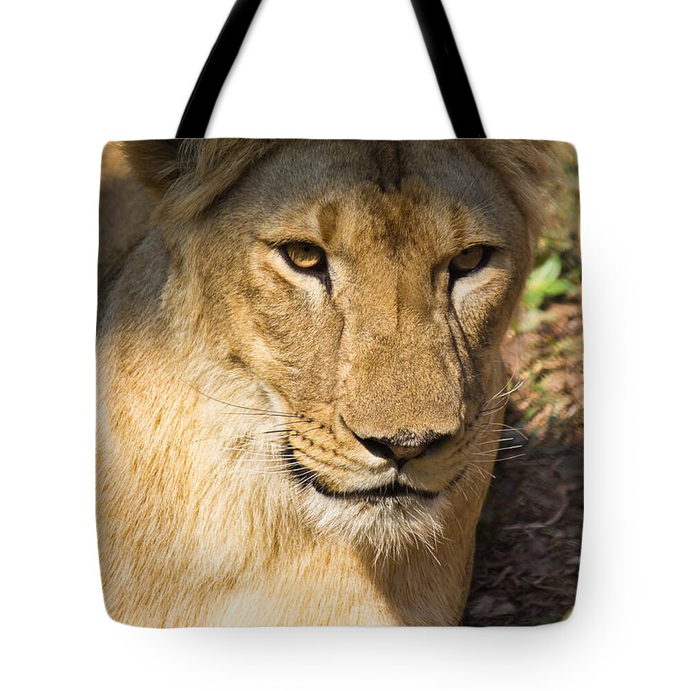 Shimoga Tote Bag featuring the photograph Lioness - up close by SAURAVphoto Online Store