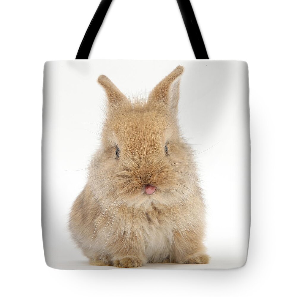 Lionhead-cross Rabbit Tote Bag featuring the photograph Lionhead-cross Rabbit by Mark Taylor