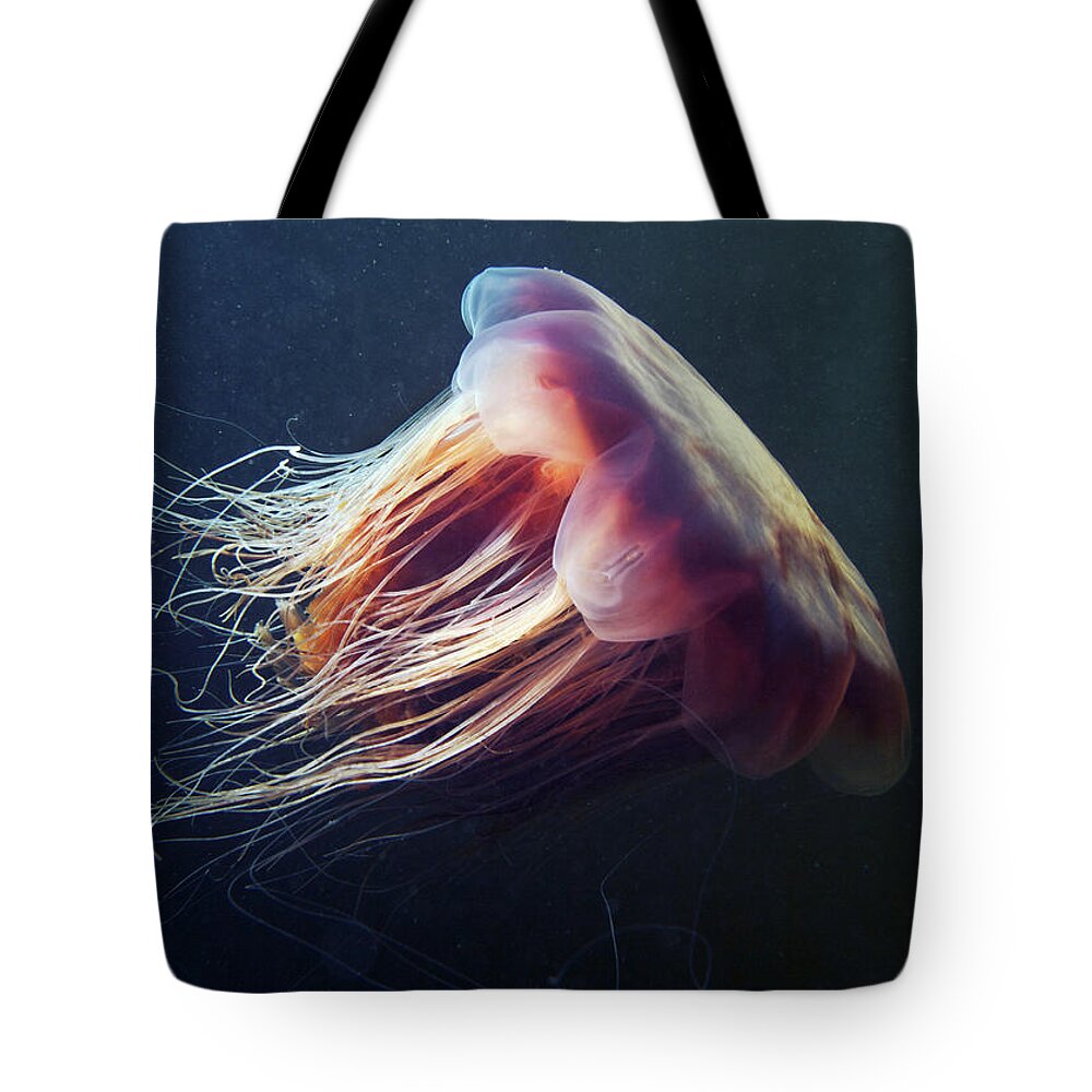Tranquility Tote Bag featuring the photograph Lions Mane Jellyfish Cyanea Capillata by Cultura Rf/alexander Semenov