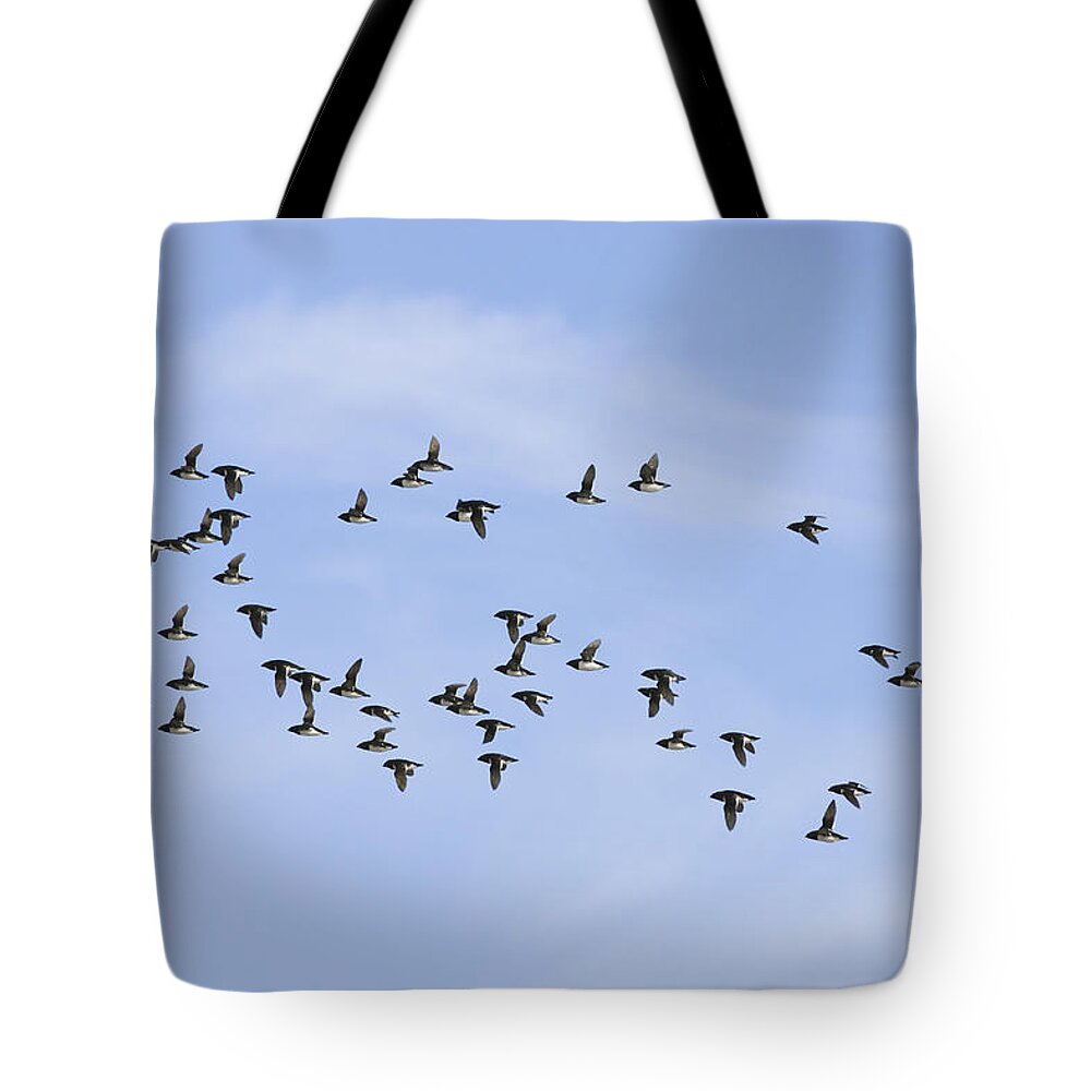 Feb0514 Tote Bag featuring the photograph Little Auk Flock Flying Spitsbergen by Konrad Wothe