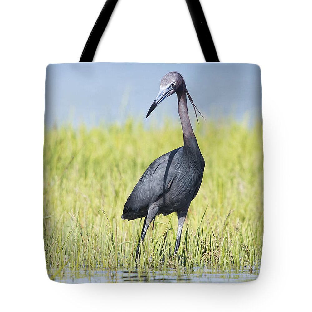 Little Tote Bag featuring the photograph Little Blue Heron in the Marsh by Bob Decker