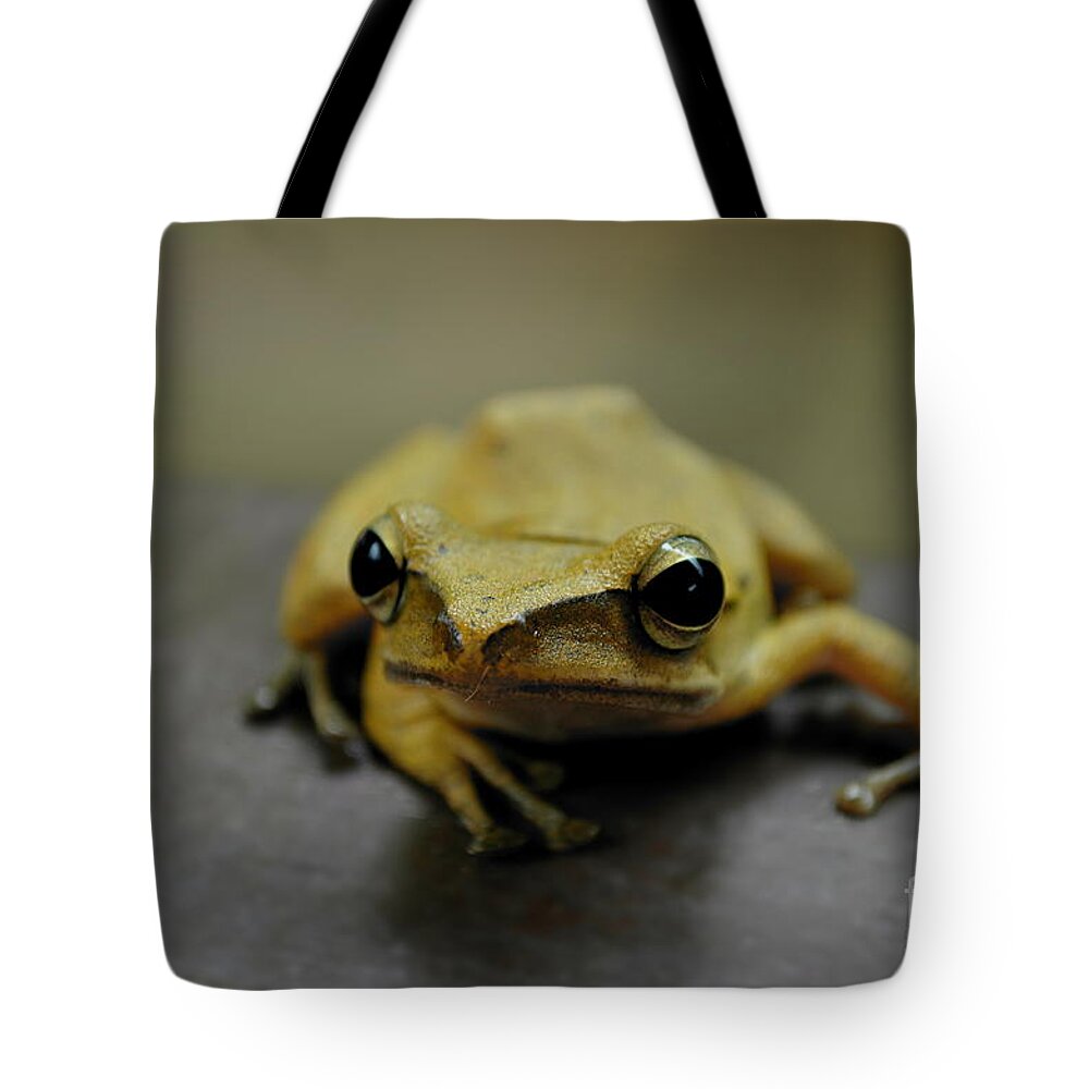 Michelle Meenawong Tote Bag featuring the photograph Little Frog by Michelle Meenawong