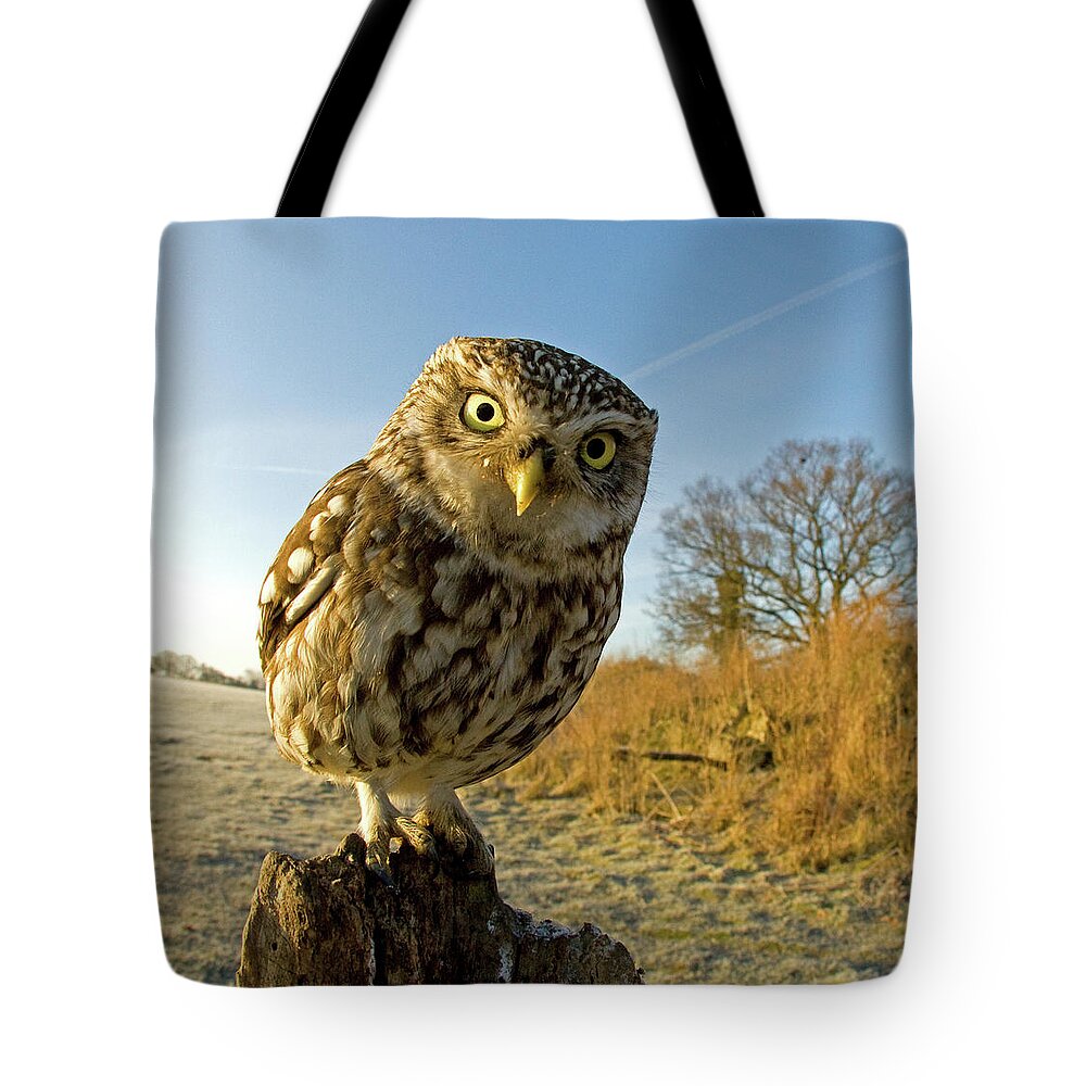 Wooden Post Tote Bag featuring the photograph Little Owl On Post by Russell Savory