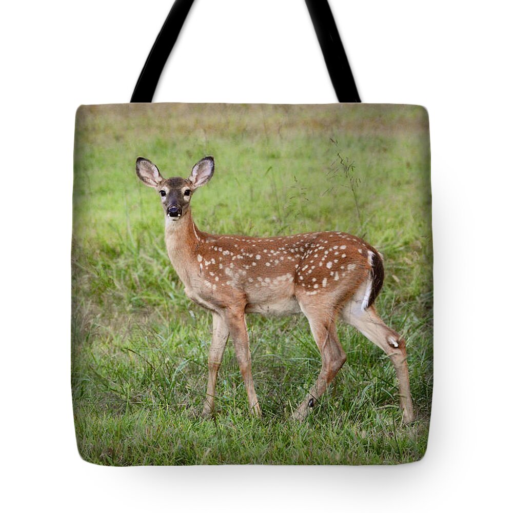 Animal Tote Bag featuring the photograph Little Spotted Fawn - White Tailed Deer by Jai Johnson