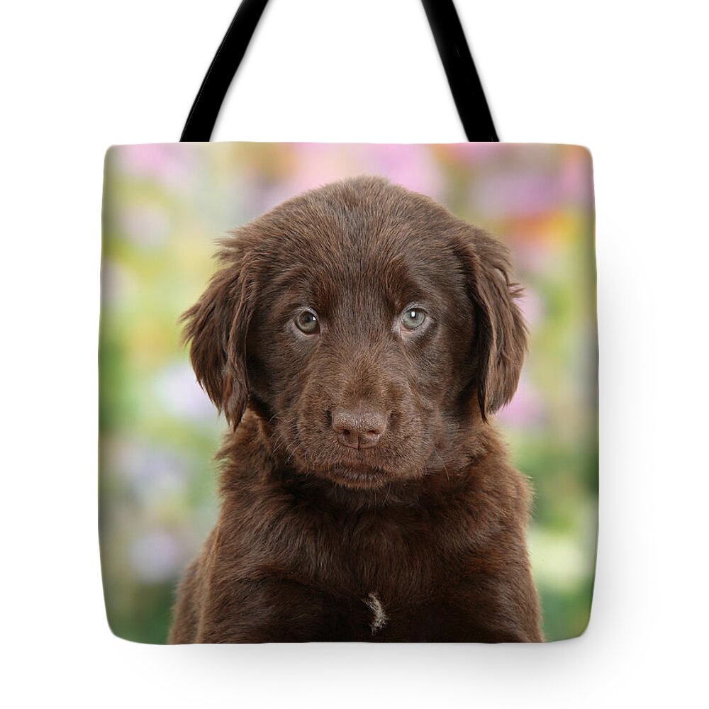 Nature Tote Bag featuring the photograph Liver Flat Coated Retriever Puppy by Mark Taylor