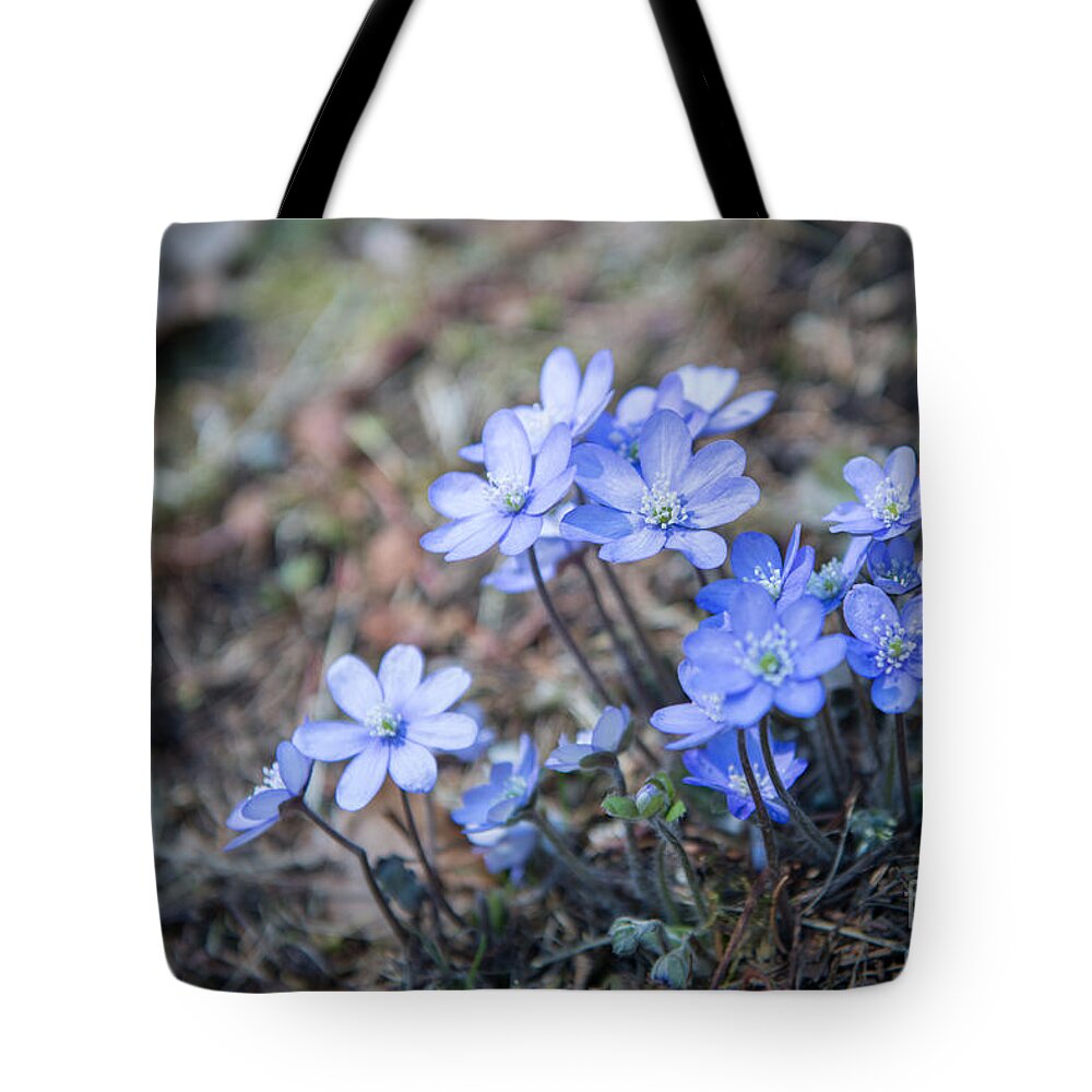 Hepatica Nobilis Tote Bag featuring the photograph liverleaf II by Hannes Cmarits