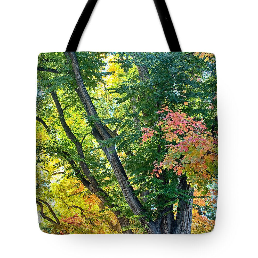 Autumn Tote Bag featuring the photograph Local Fall Foliage by James BO Insogna