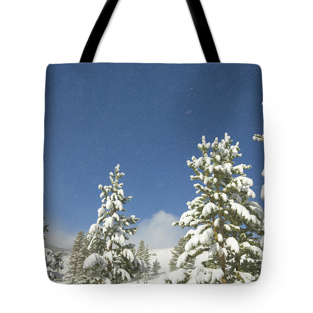 00431184 Tote Bag featuring the photograph Lodgepole Pines In The Wind by Yva Momatiuk John Eastcott