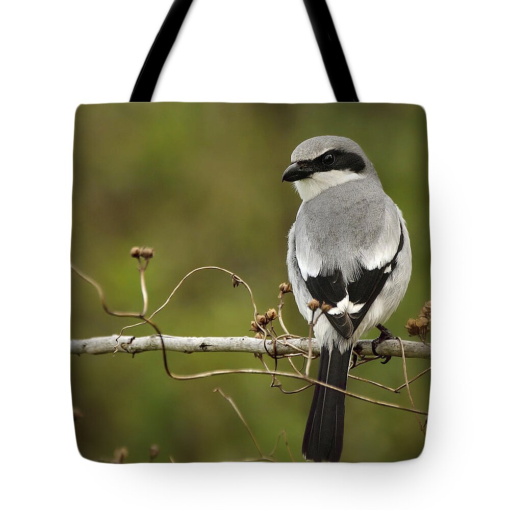 Bird Tote Bag featuring the photograph Loggerhead Shrike by Carol Eade