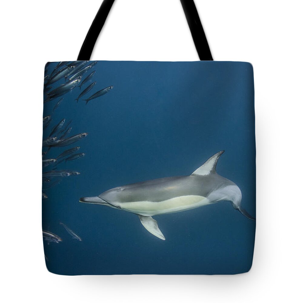 Feb0514 Tote Bag featuring the photograph Long-beaked Common Dolphin Hunting by Pete Oxford