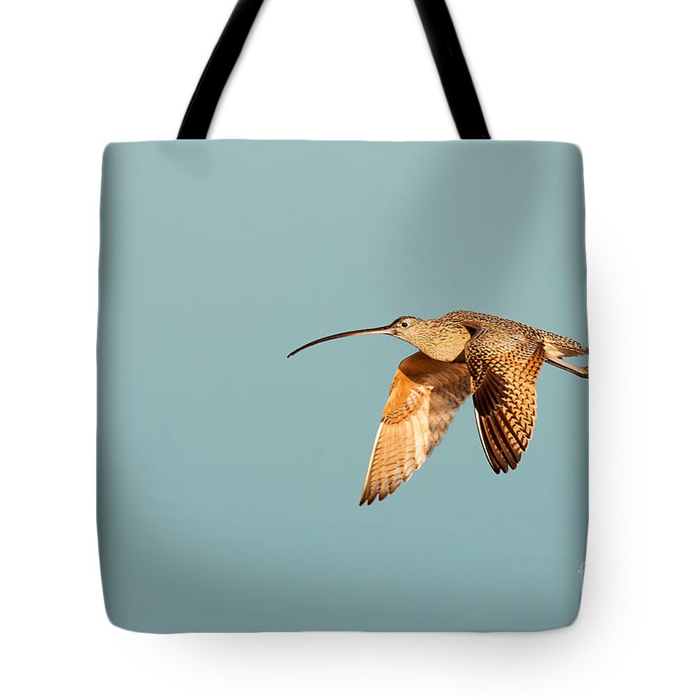 Long-billed Tote Bag featuring the photograph Long-billed Curlew Huntington Beach California by Ram Vasudev