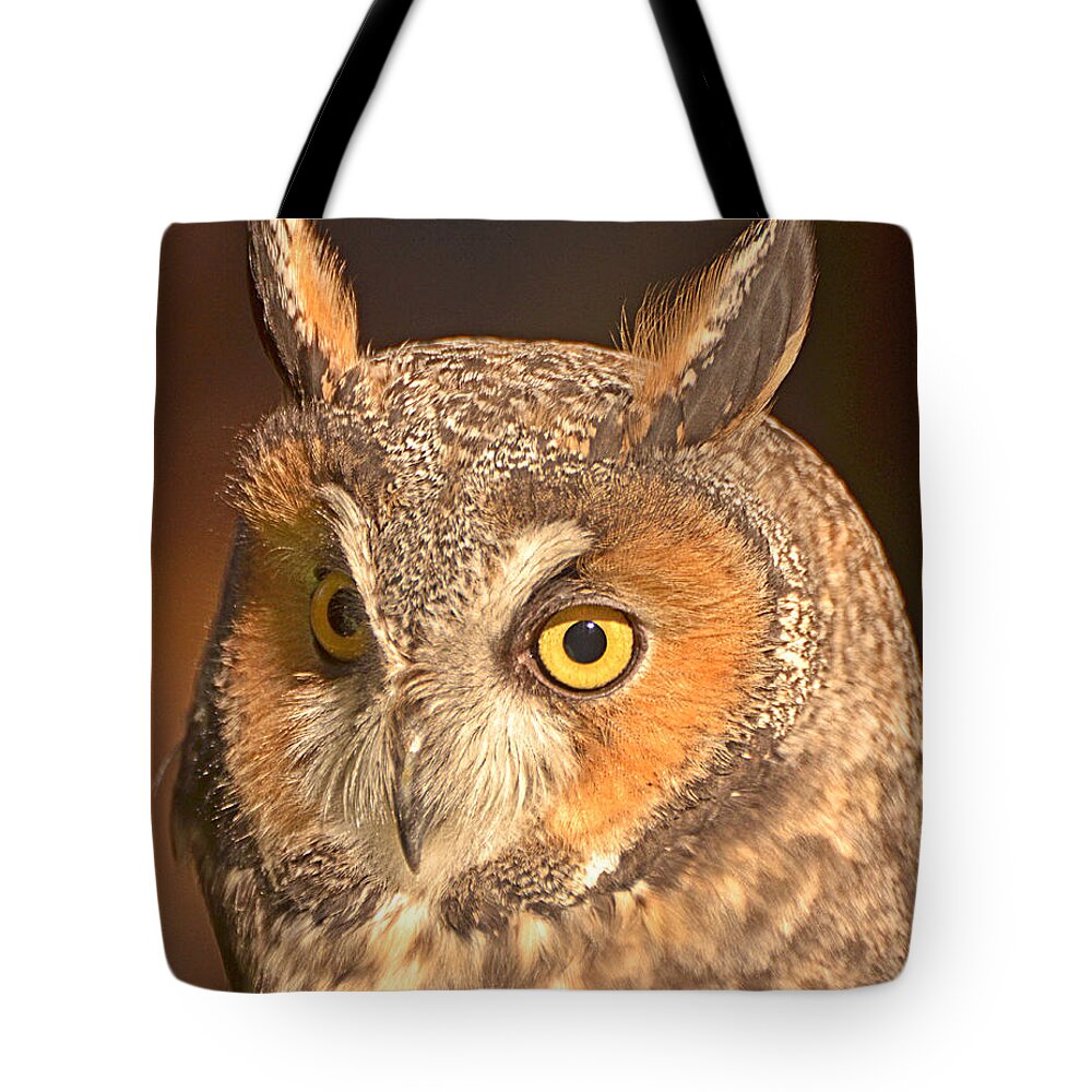 Long-eared Owl Tote Bag featuring the photograph Long-eared Owl by Nancy Landry