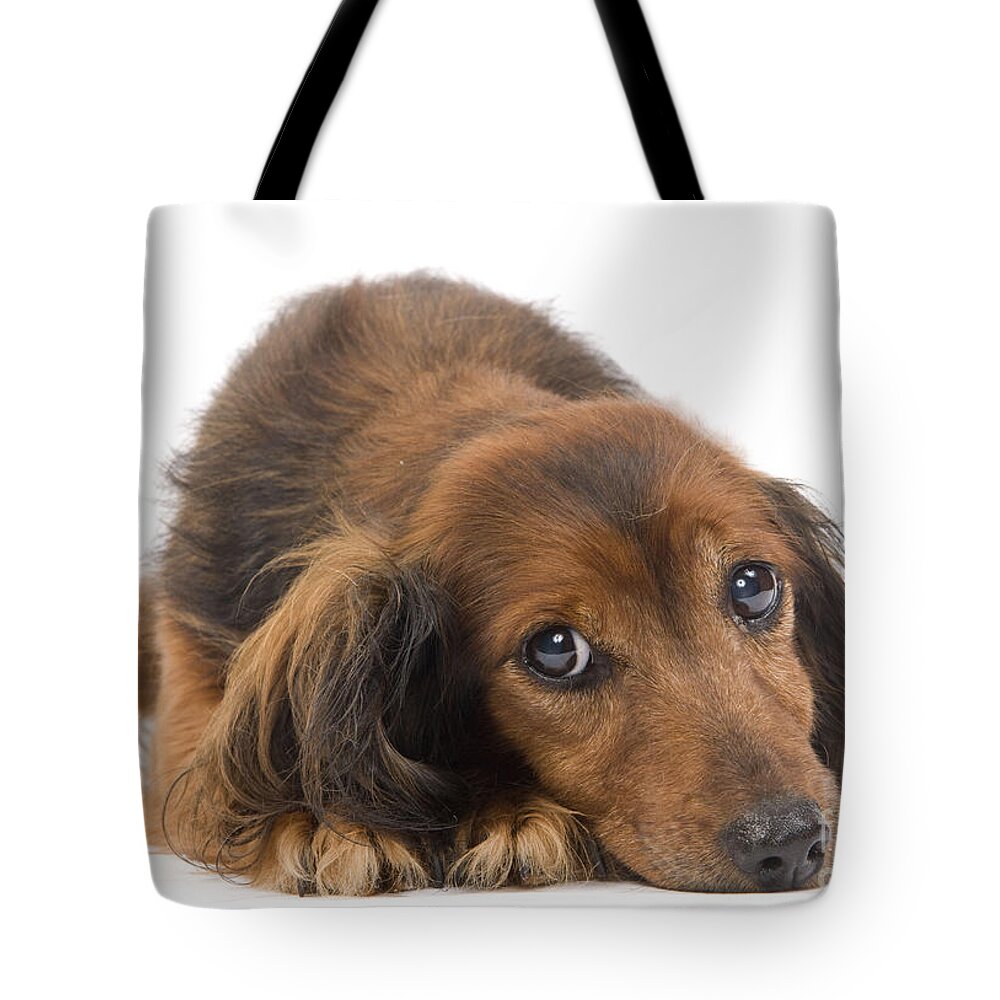 Dachshund Tote Bag featuring the photograph Long-haired Dachshund by Jean-Michel Labat