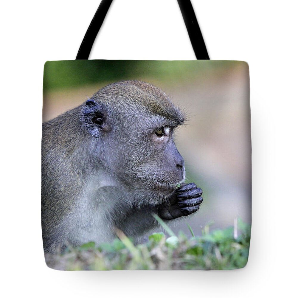 Long Tailed Macaque Tote Bag featuring the photograph Long Tailed Macaque Feeding by Shoal Hollingsworth