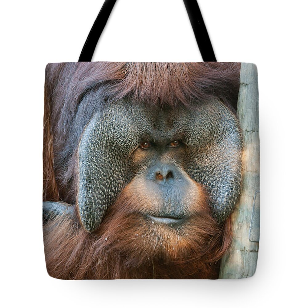 Orangutan Tote Bag featuring the photograph Look Into My Eyes by Tim Stanley