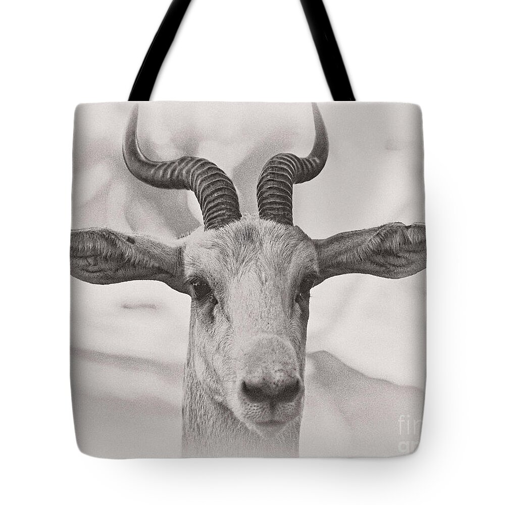 Animal Tote Bag featuring the photograph Look Straight by Jonathan Nguyen