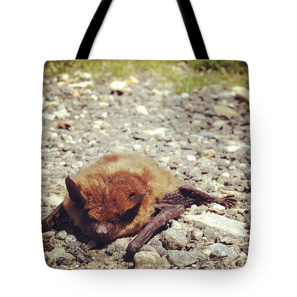 Bat Tote Bag featuring the photograph Look Who We Met Today by Katie Cupcakes
