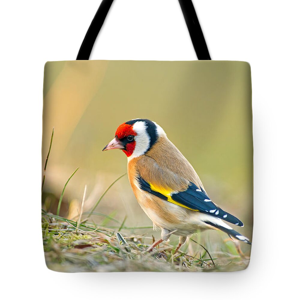 Goldfinch Looking Around Tote Bag featuring the photograph Looking around by Torbjorn Swenelius