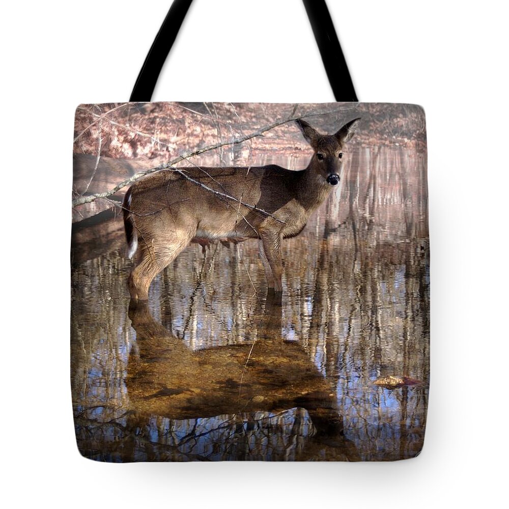 Deer Tote Bag featuring the photograph Looking Cute by Bill Stephens