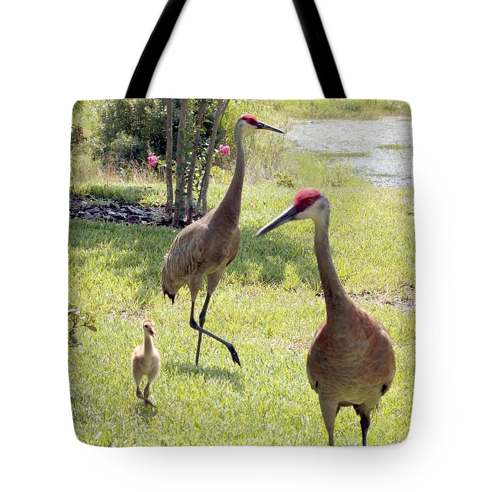 Sandhill Crane Tote Bag featuring the photograph Looking for a Handout by Carol Groenen