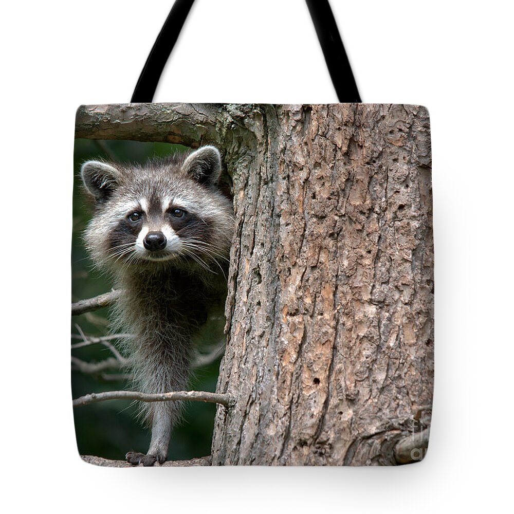 Raccoon Tote Bag featuring the photograph Looking For Food by Cheryl Baxter