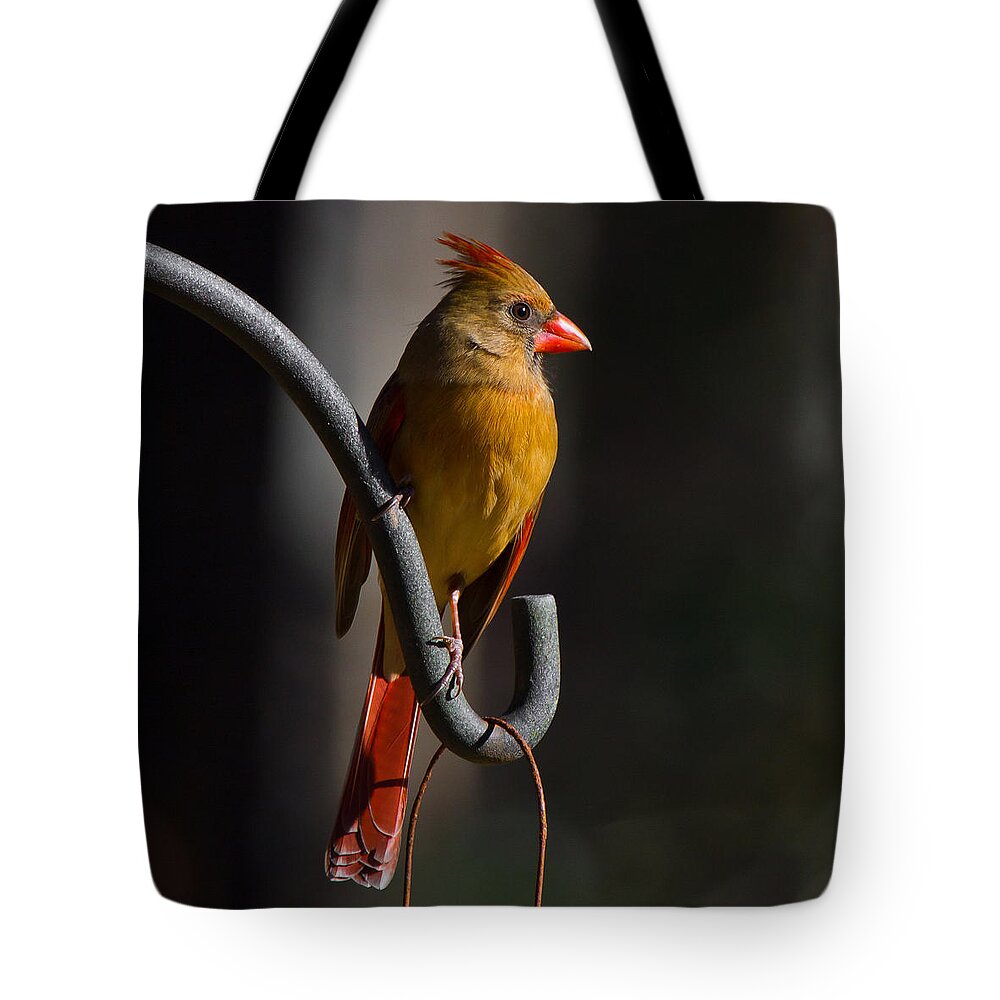 Female Cardinal Tote Bag featuring the photograph Looking For My Man Bird by Robert L Jackson