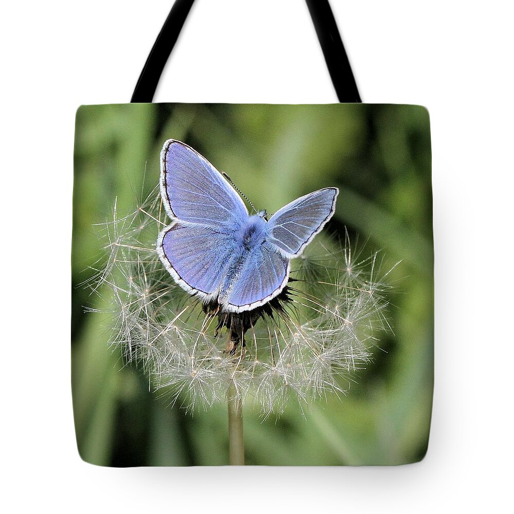 European Common Blue Tote Bag featuring the photograph Looking for nectar in all the wrong places by Doris Potter