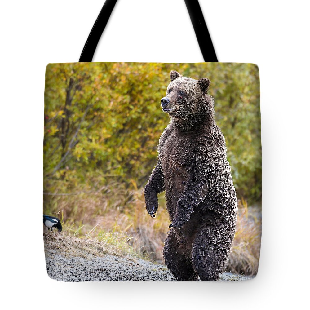Bear Tote Bag featuring the photograph Looking For Trouble by Kevin Dietrich