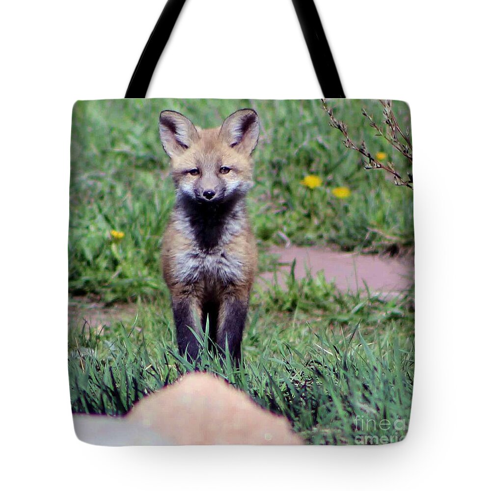 Baby Fox Tote Bag featuring the photograph Take Me Home by Fiona Kennard