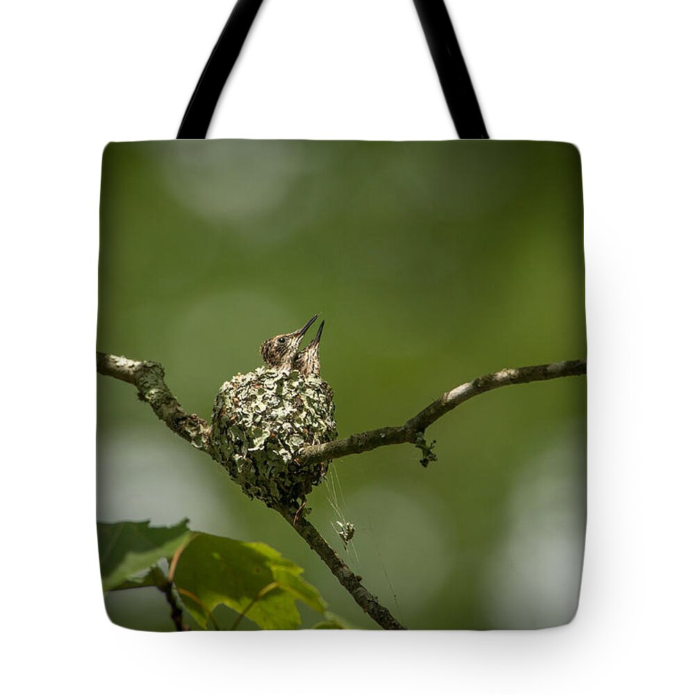 Archilochus Colubris Tote Bag featuring the photograph Looking Up by Joye Ardyn Durham