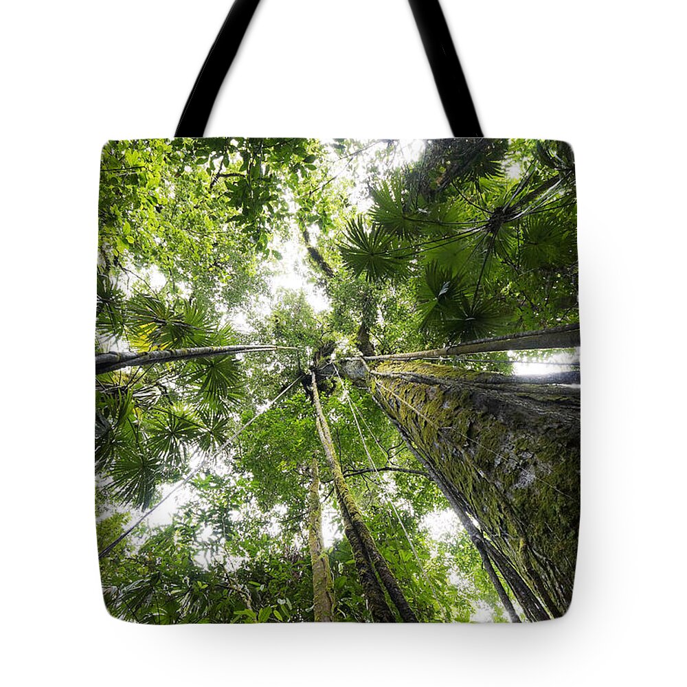 Feb0514 Tote Bag featuring the photograph Looking Up To Rainforest Canopy Costa by Hiroya Minakuchi