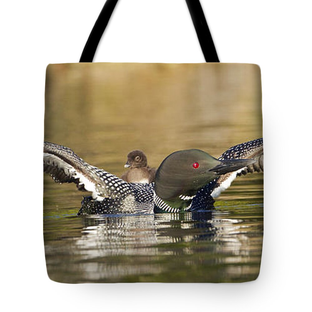 Common Loon Tote Bag featuring the photograph Loon Chick Hold On by John Vose
