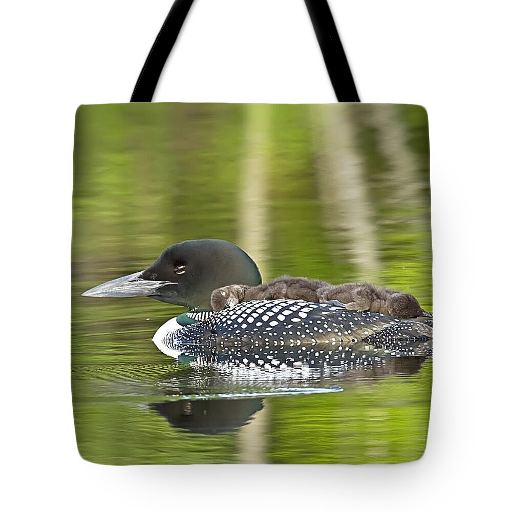 Common Loon Tote Bag featuring the photograph Loon Family Nap Time by John Vose