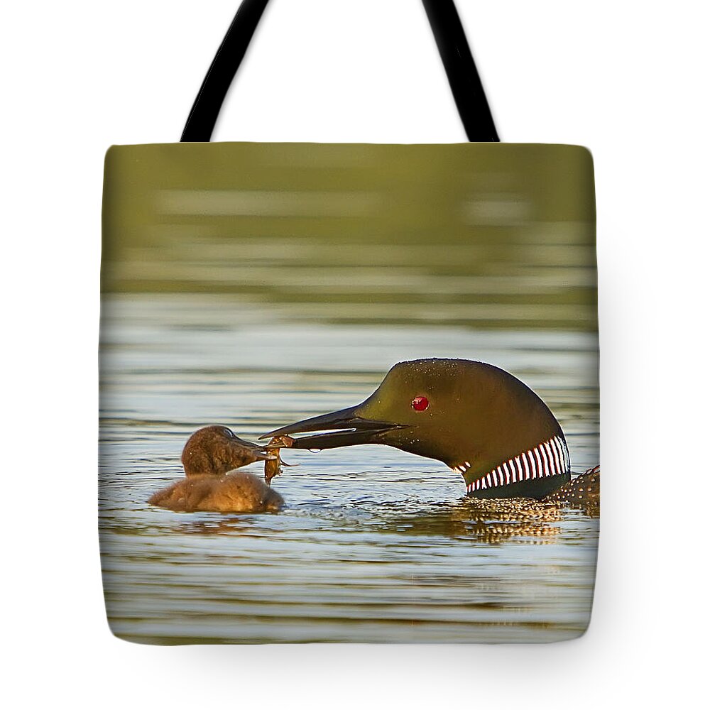 Loon Tote Bag featuring the photograph Loon Feeding Chick by John Vose