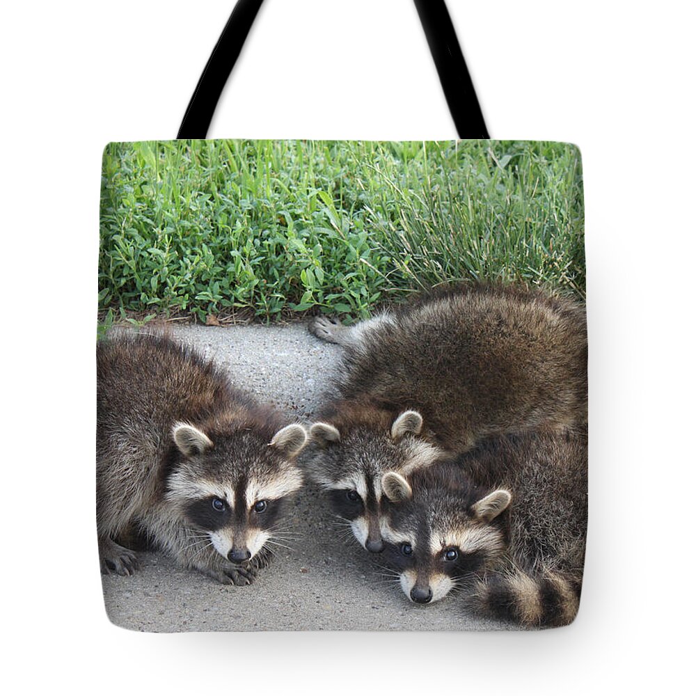 Baby Tote Bag featuring the photograph Lost Little Bandits by J Laughlin