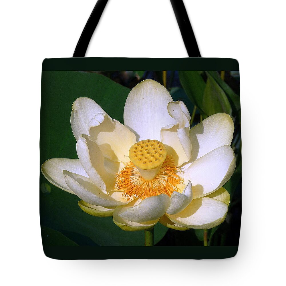 Lotus Blossom Tote Bag featuring the photograph Lotus Blossom # 1 by Jim Whalen