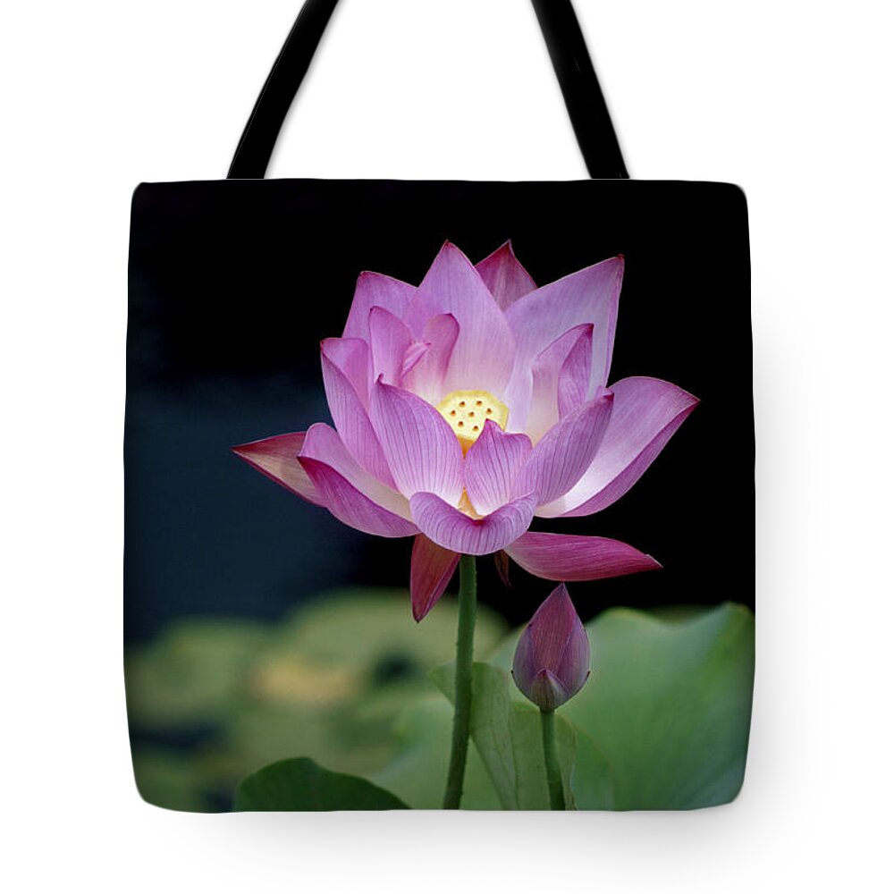 Lotus Blossom Tote Bag featuring the photograph Lotus Blossom by Penny Lisowski