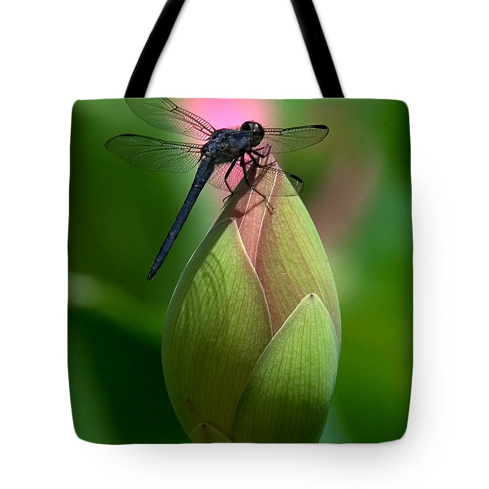 Lotus Bud Tote Bag featuring the photograph Lotus Bud and Slatey Skimmer Dragonfly DL006 by Gerry Gantt