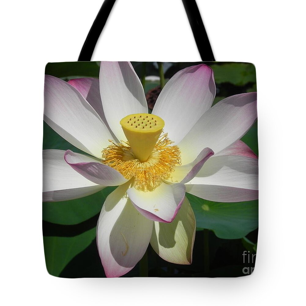 Photography Tote Bag featuring the photograph Lotus Flower by Chrisann Ellis
