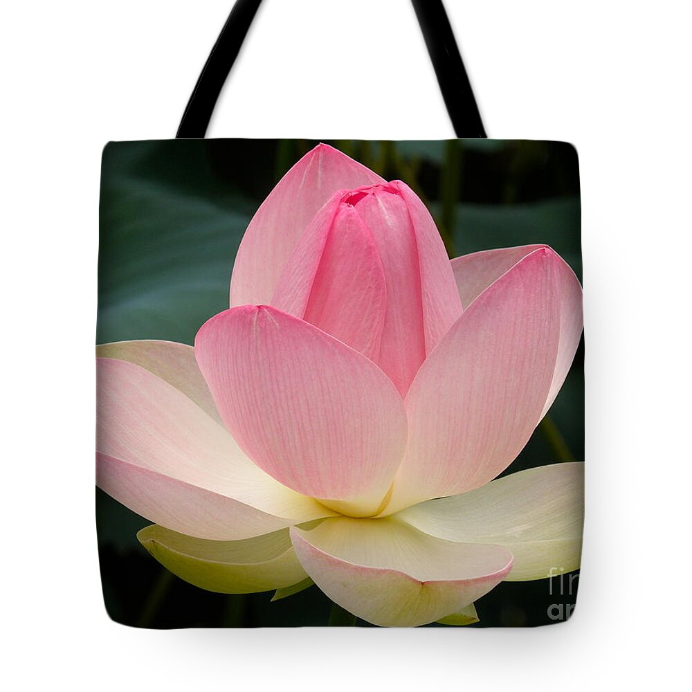 Lotus Blossom Tote Bag featuring the photograph Lotus in Bloom by Byron Varvarigos
