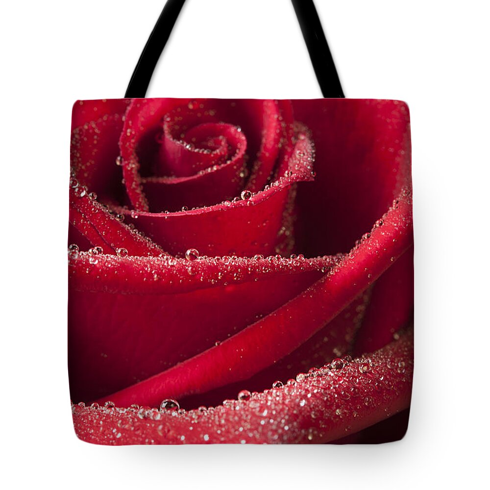 Rose Tote Bag featuring the photograph Love by Patty Colabuono