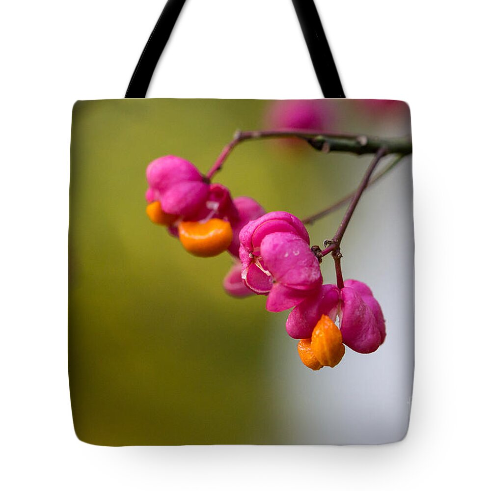 Bulgaria Tote Bag featuring the photograph Lovely colors - European spindle flower seeds by Jivko Nakev