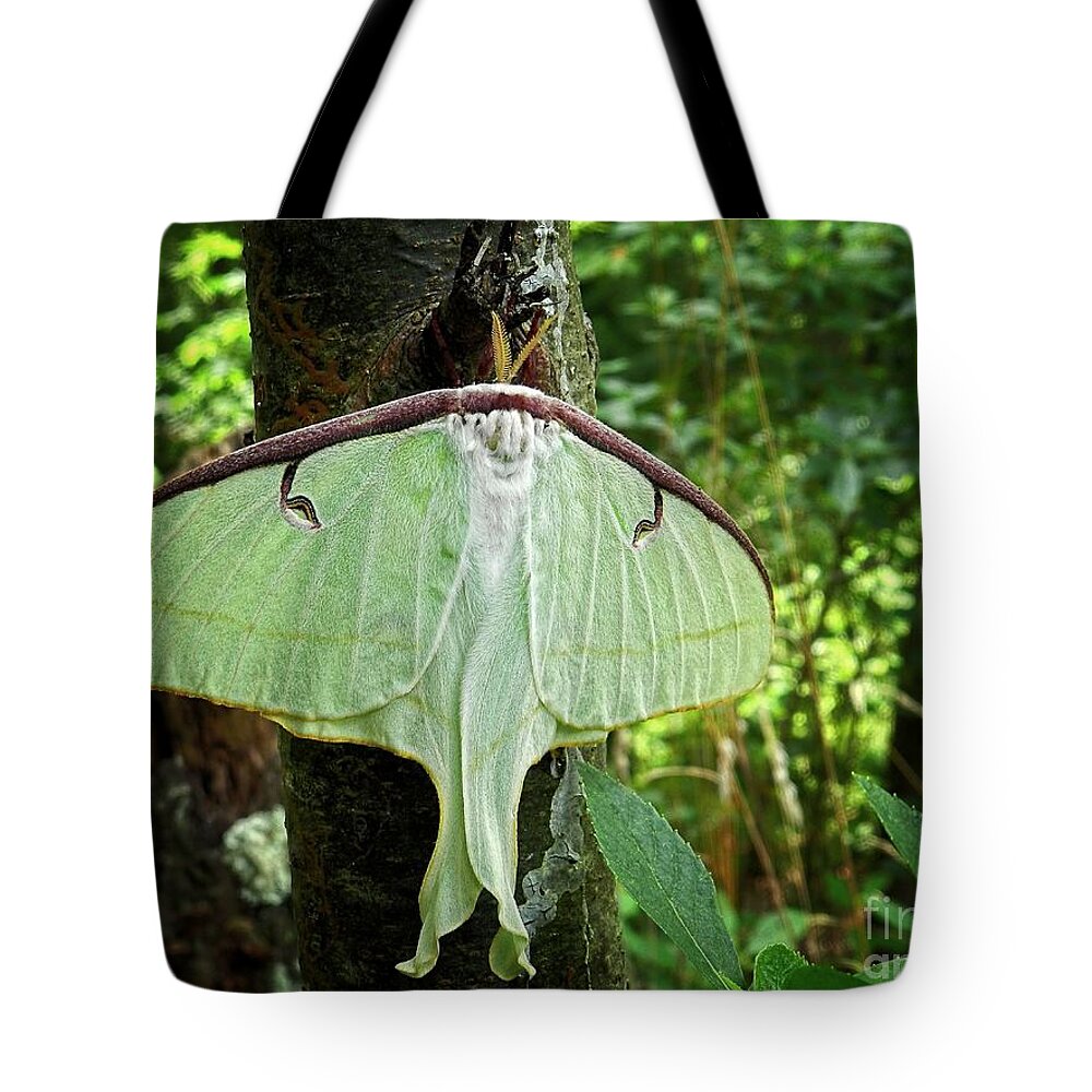 luna Moth Tote Bag featuring the photograph Luna Moth by Sharon Woerner