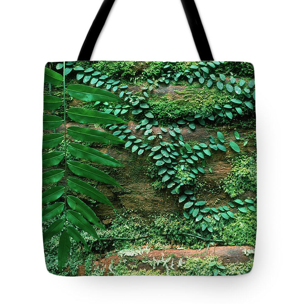 Azel Tote Bag featuring the photograph Lush Rainforest Fauna, Indonesia by Jose Azel