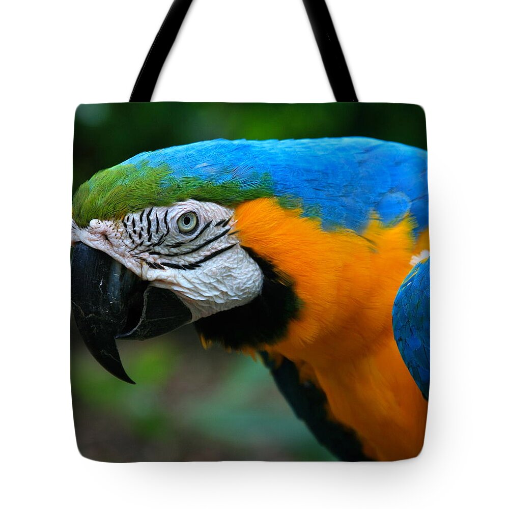 Macaw Tote Bag featuring the photograph Macaw with sweet expression by Karon Melillo DeVega